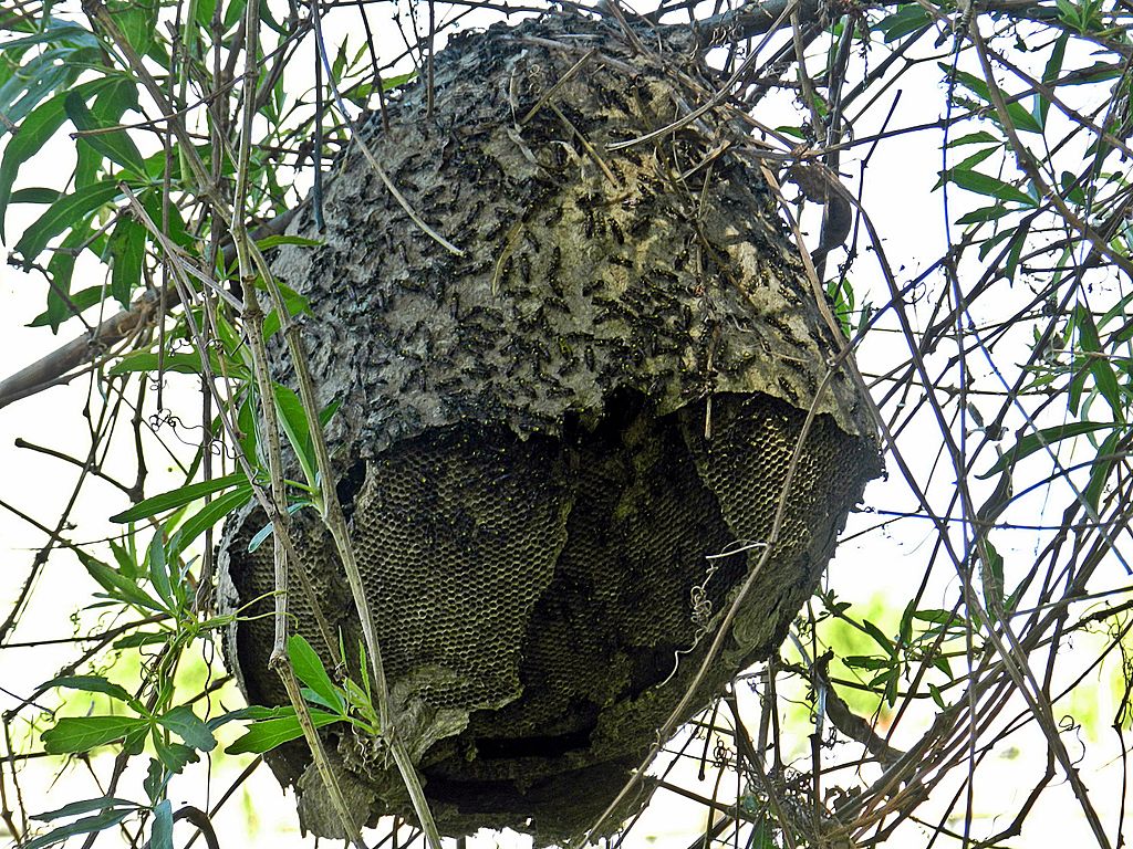 Avispa negra: todo lo que debes saber sobre esta especie