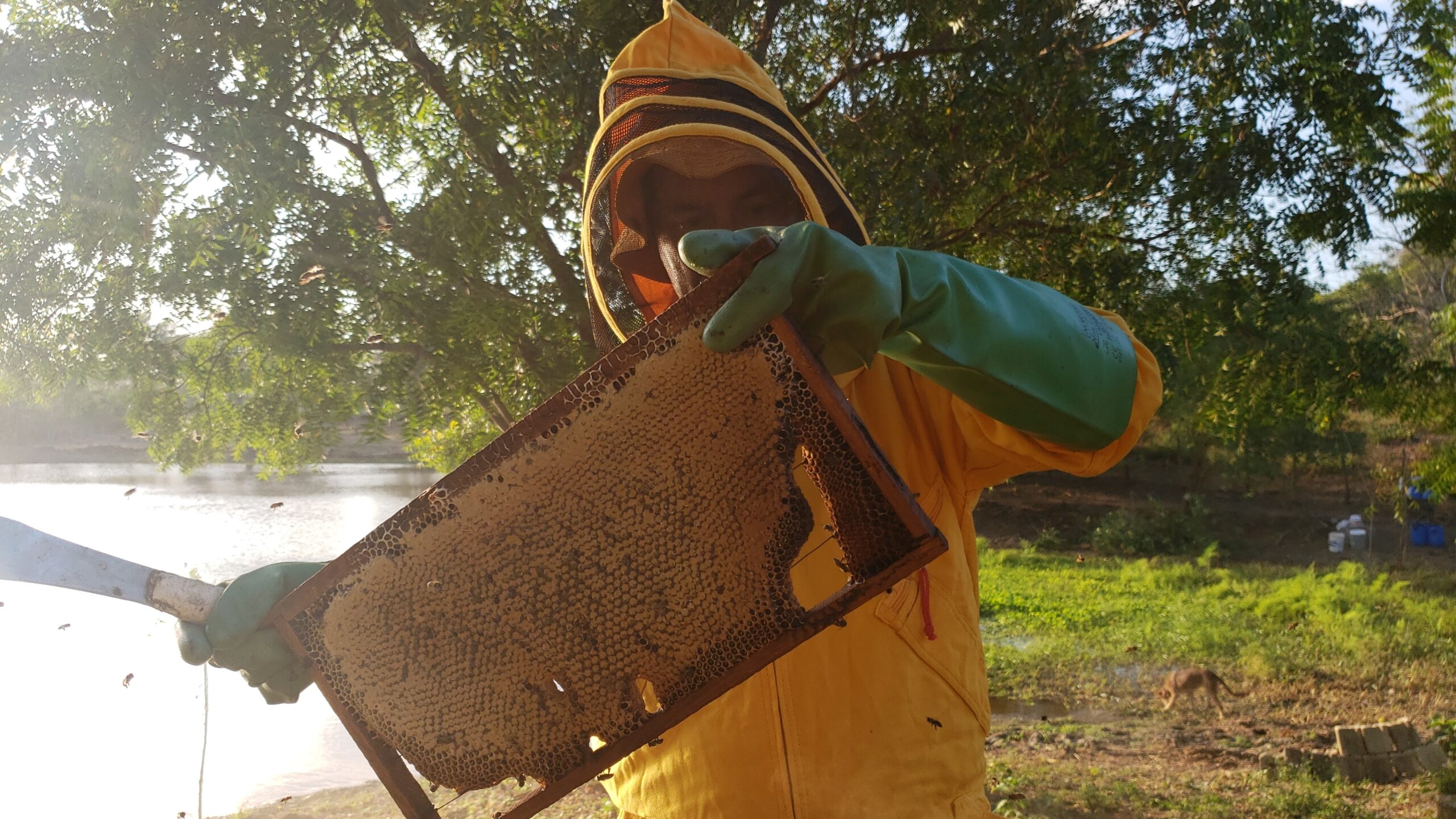Abejas produciendo miel