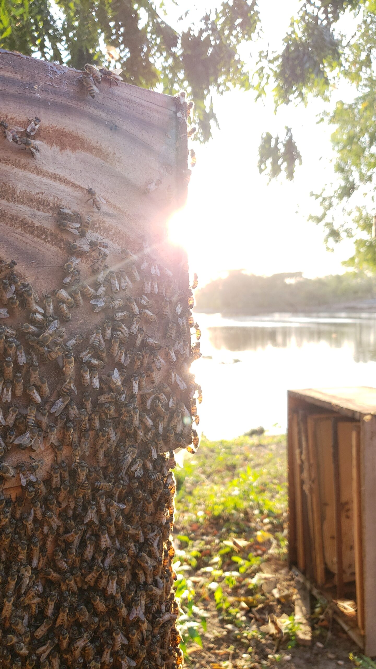 Las abejas obreras