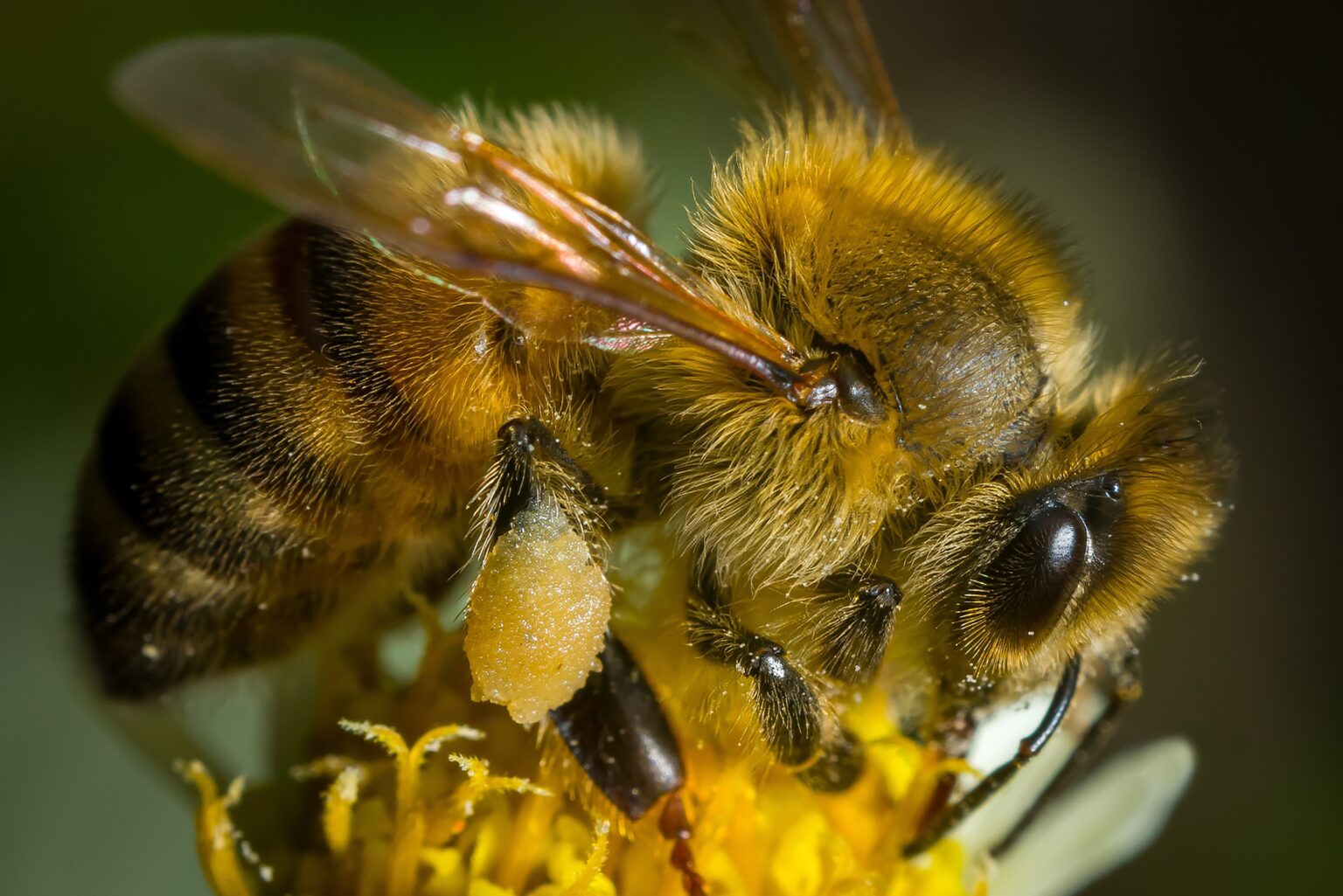 Abeja Apis Mellifera todo sobre esta especie y características
