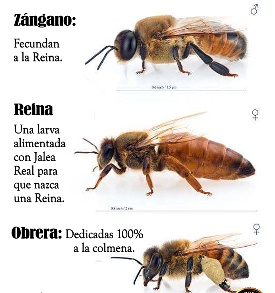 Abejas Y Sus Funciones Tipos De Abejas De Animales VLMPN