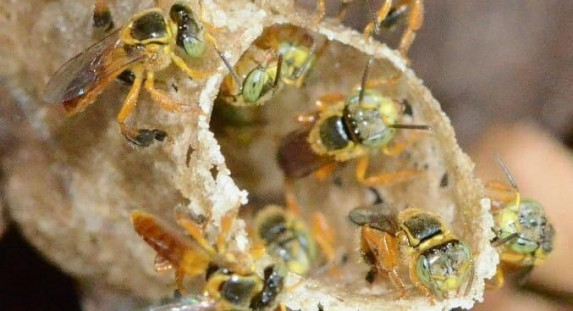 abeja yatei y miel de yatei