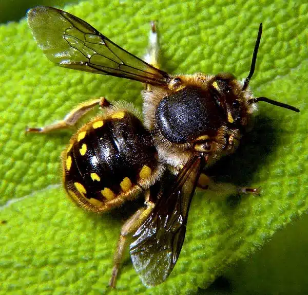 Megachilidae: Descúbrelo todo sobre esta fascinante familia de abejas solitarias