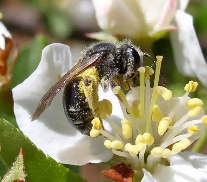 Andrenidae: la familia de abejas solitarias que debes conocer